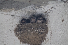 Hirundo rustica rustica