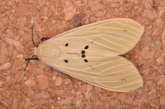 Spilarctia nydia