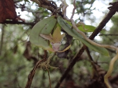 Sarcochilus australis