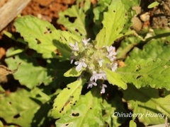 Ajuga taiwanensis