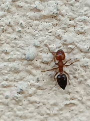 Crematogaster schmidti