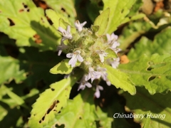 Ajuga taiwanensis