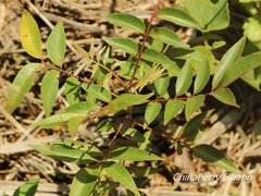 Tetradium glabrifolium