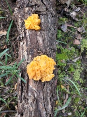 Tremella mesenterica