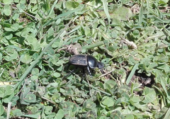 Scarabaeus laticollis