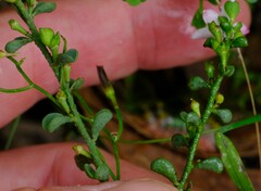 Philotheca verrucosa