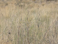 Stipagrostis amabilis