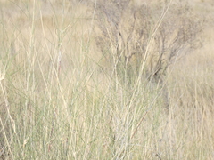 Stipagrostis amabilis