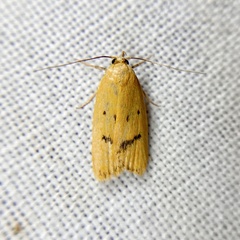 Eulechria subpunctella