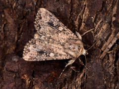 Mythimna languida