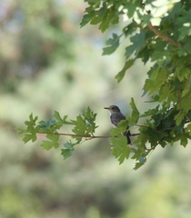 Muscicapa striata striata
