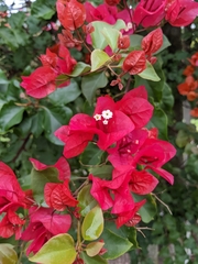 Bougainvillea