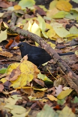 Turdus merula