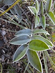 Oxytropis nitens