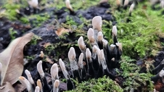 Xylaria
