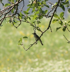 Muscicapa striata striata