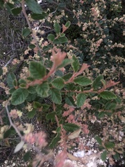 Pomaderris paniculosa