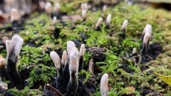 Xylaria