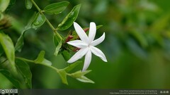 Jasminum dichotomum
