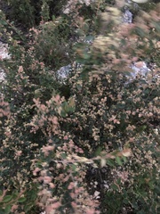 Pomaderris paniculosa