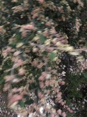 Pomaderris paniculosa