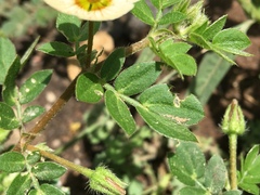 Kallstroemia rosei