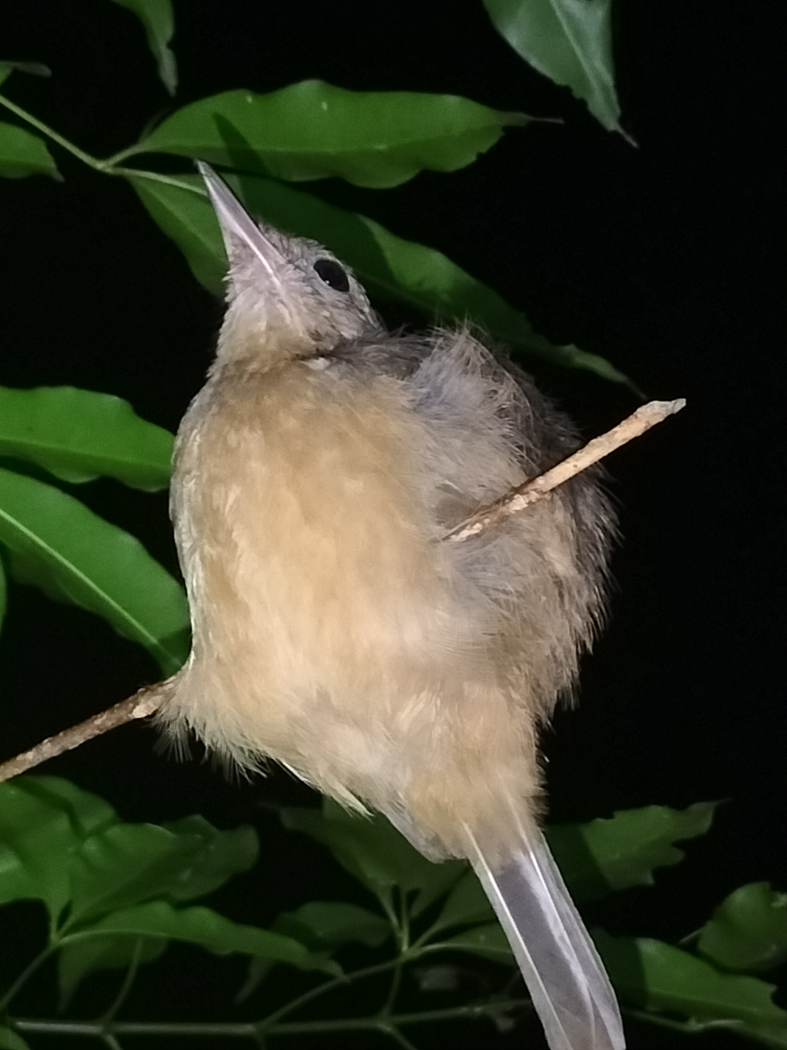 Rufous Shrikethrush illustration