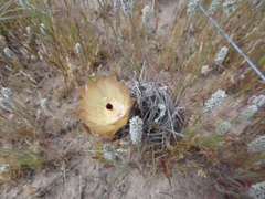 Austrocactus bertinii