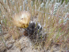 Austrocactus bertinii