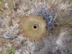 Austrocactus bertinii