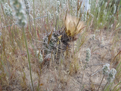 Austrocactus bertinii