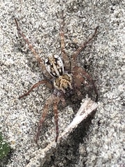 Tetralycosa