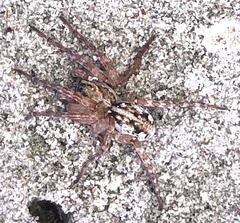 Tetralycosa