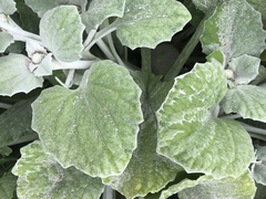 Arctotheca populifolia