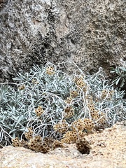 Helichrysum crassifolium
