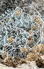 Helichrysum crassifolium