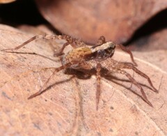Pardosa lugubris