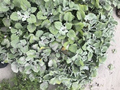 Arctotheca populifolia