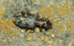 Scopodes fossulatus