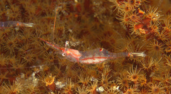 Manipontonia psamathe