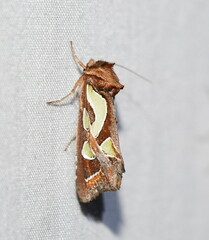 Cosmodes elegans