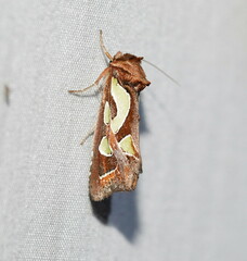 Cosmodes elegans