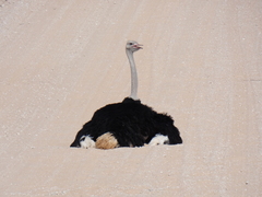 Struthio camelus australis