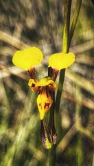 Diuris chrysantha