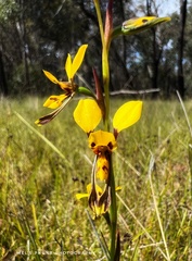 Diuris chrysantha