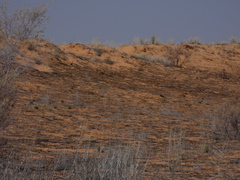 Vachellia haematoxylon