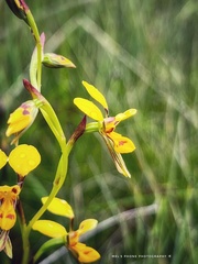 Diuris chrysantha
