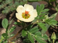 Kallstroemia rosei