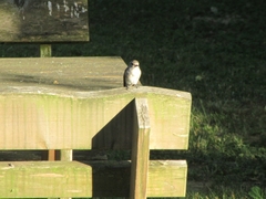 Muscicapa striata striata