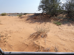 Requienia sphaerosperma